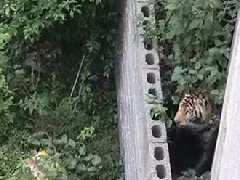 國慶節馬戲團幼虎出逃，警察持鋼叉合圍